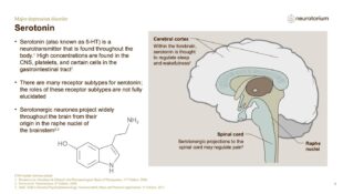 Major Depressive Disorder – Neurobiology and Aetiology – slide 14
